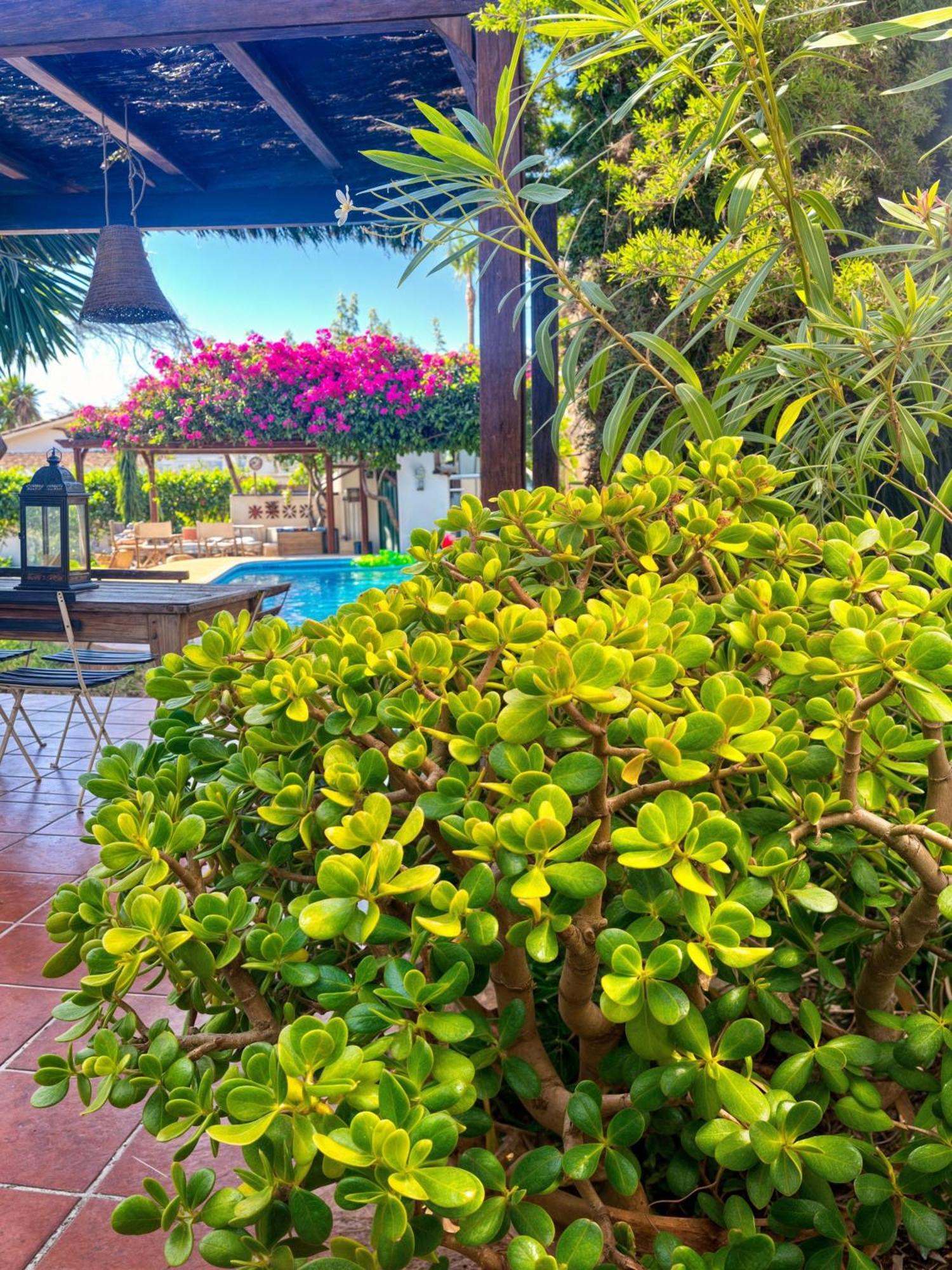 Villa Alfredo - Private Pool Next To The Beach إِستيبونا المظهر الخارجي الصورة